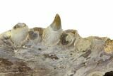 Fossil Fish (Ichthyodectes?) Jaw Section - Kansas #144149-5